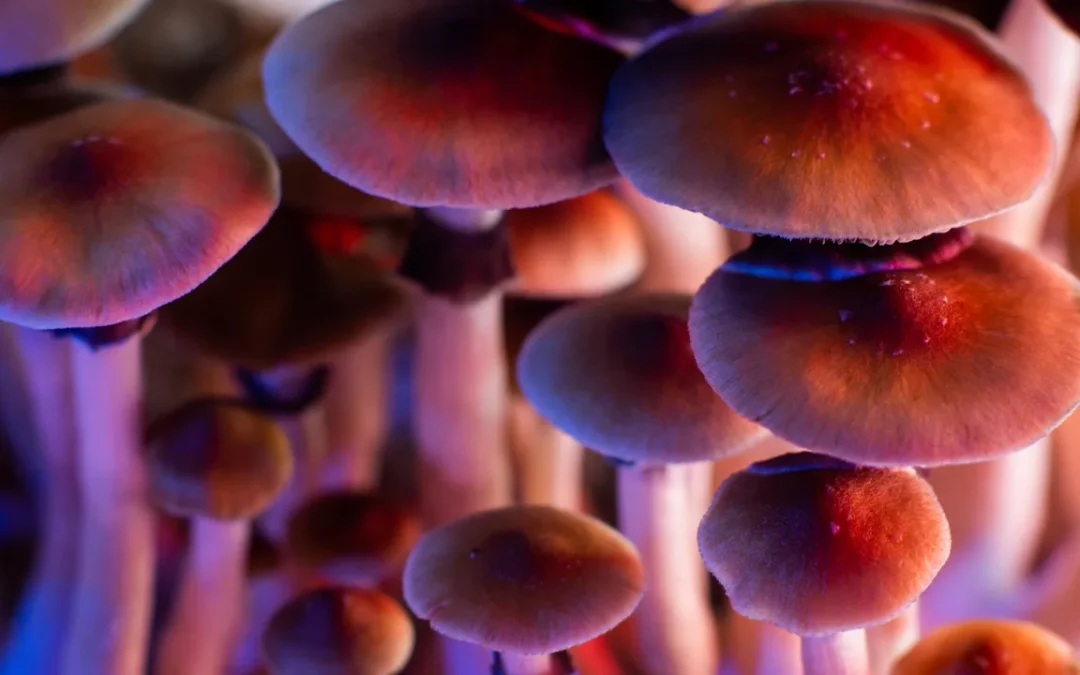 Questi funghi causano allucinazioni “da favola”, chi li mangia vede gnomi ed elfi (e non si sa perché)