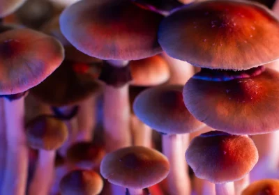 Questi funghi causano allucinazioni “da favola”, chi li mangia vede gnomi ed elfi (e non si sa perché)