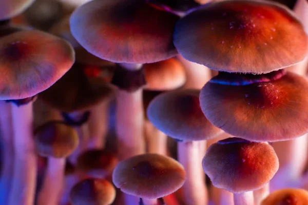 Questi funghi causano allucinazioni “da favola”, chi li mangia vede gnomi ed elfi (e non si sa perché)
