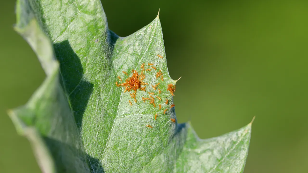 C’è un coleottero stratega che riesce ad imitare il profumo dei fiori per ingannare le api e farsi trasportare nel loro alveare