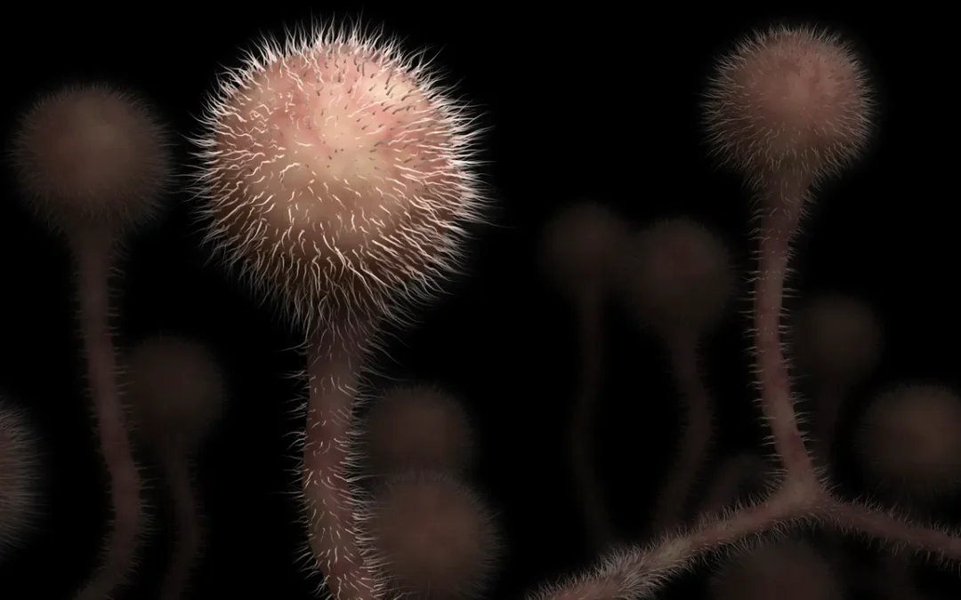 Svelato il ruolo protettivo dell’albumina nella malattia del fungo nero (e perché l’infezione si è diffusa in India durante il Covid)