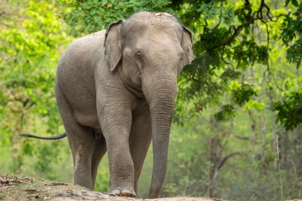 Ora sappiamo perché il Black Ivory, il (carissimo) caffè prodotto dalla digestione degli elefanti, ha un sapore così particolare