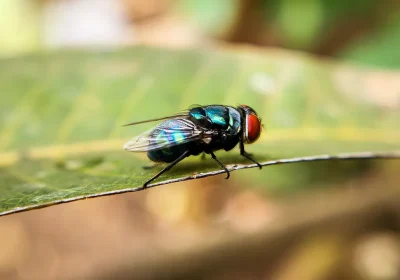 Le mosche assassine (o verme del nuovo mondo) sono arrivate nel nord del Messico, al confine con gli Stati Uniti