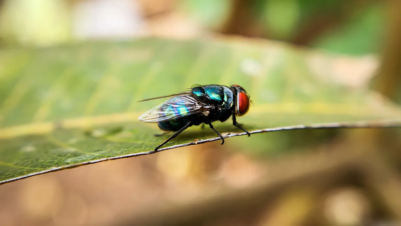Le mosche assassine (o verme del nuovo mondo) sono arrivate nel nord del Messico, al confine con gli Stati Uniti