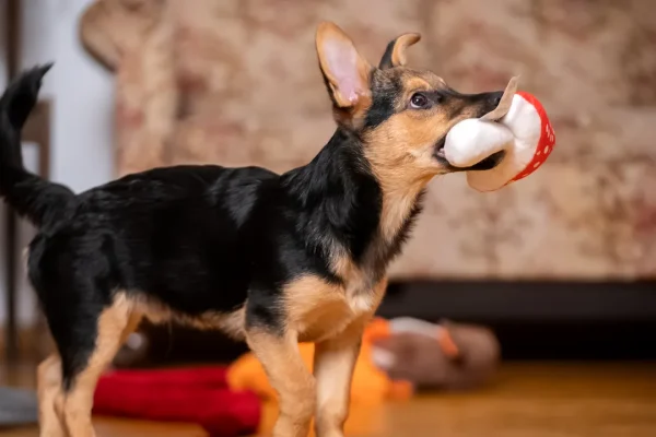 Esistono davvero cani speciali che riescono a imparare una gran quantità di nomi e parole