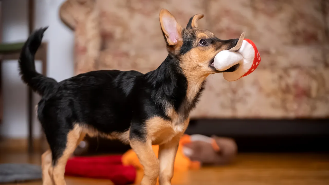 Esistono davvero cani speciali che riescono a imparare una gran quantità di nomi e parole