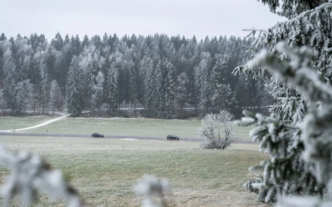 Cos’è la Grünes Band, la linea di confine tra Germania Est e Ovest che oggi è un monumento ambientale della storia europea