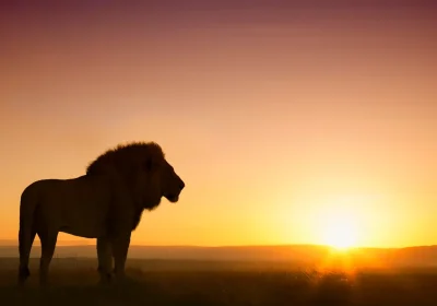 Perché in Kenya le mucche stanno sfrattando i leoni dalle praterie