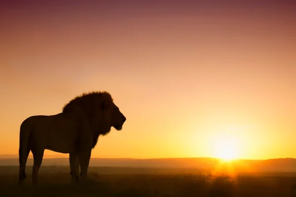 Perché in Kenya le mucche stanno sfrattando i leoni dalle praterie