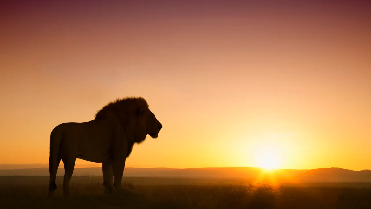 Perché in Kenya le mucche stanno sfrattando i leoni dalle praterie