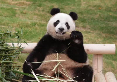 Diplomazia dei panda, cosa sta cercando di dire la Cina al Giappone con la partenza di Xiao Xiao e Lei Lei