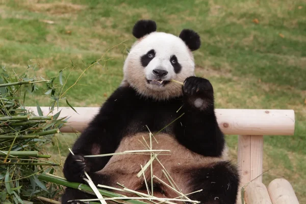 Diplomazia dei panda, cosa sta cercando di dire la Cina al Giappone con la partenza di Xiao Xiao e Lei Lei