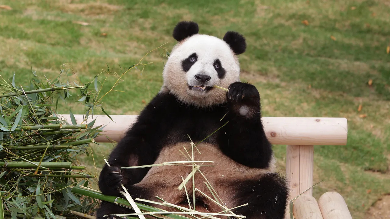 Diplomazia dei panda, cosa sta cercando di dire la Cina al Giappone con la partenza di Xiao Xiao e Lei Lei