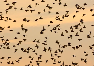 Uccelli migratori, come la crisi climatica sta ridisegnando le loro rotte (e le loro abitudini)
