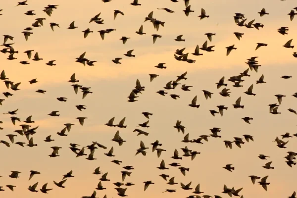 Uccelli migratori, come la crisi climatica sta ridisegnando le loro rotte (e le loro abitudini)