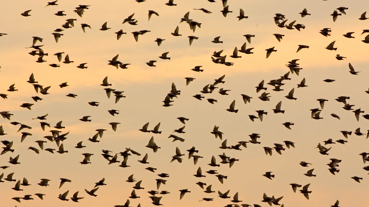 Uccelli migratori, come la crisi climatica sta ridisegnando le loro rotte (e le loro abitudini)