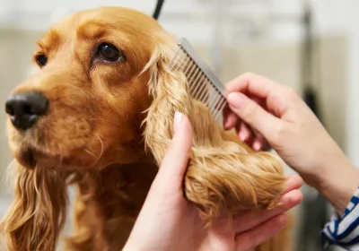 Cadenti e morbide o corte e all’insù? La genetica ci spiega da cosa dipende la lunghezza delle (adorabili) orecchie dei cani