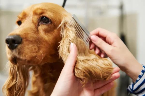 Cadenti e morbide o corte e all’insù? La genetica ci spiega da cosa dipende la lunghezza delle (adorabili) orecchie dei cani