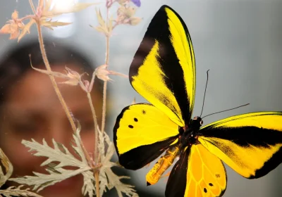 Nel 2025 abbiamo scoperto tantissime nuove specie animali