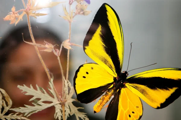 Nel 2025 abbiamo scoperto tantissime nuove specie animali