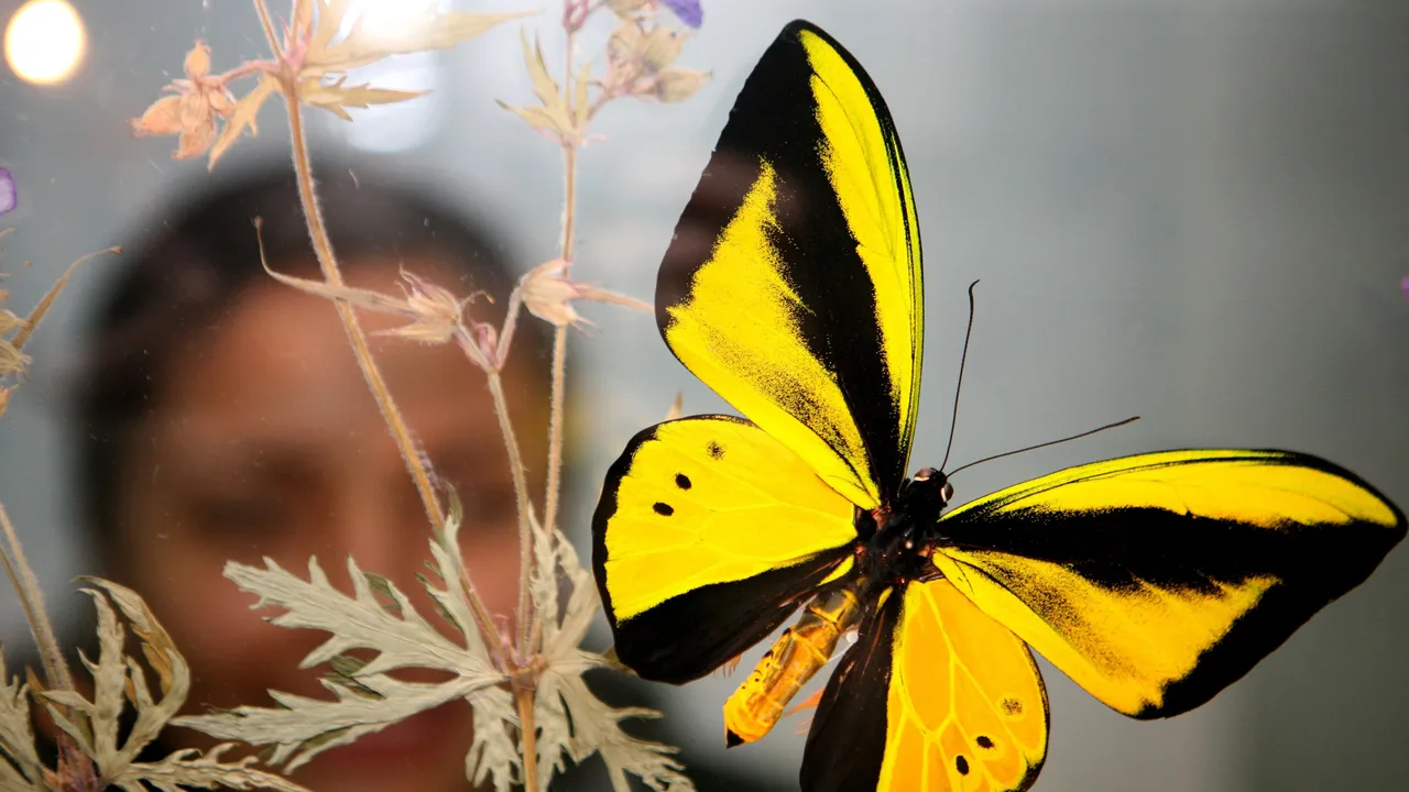 Nel 2025 abbiamo scoperto tantissime nuove specie animali