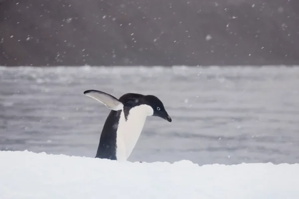Perché il nihilist penguin immortalato dallo sguardo di Werner Herzog è diventato virale su TikTok (e rappresenta tutti noi)