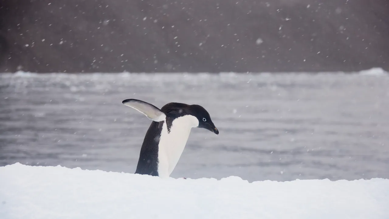 Perché il nihilist penguin immortalato dallo sguardo di Werner Herzog è diventato virale su TikTok (e rappresenta tutti noi)