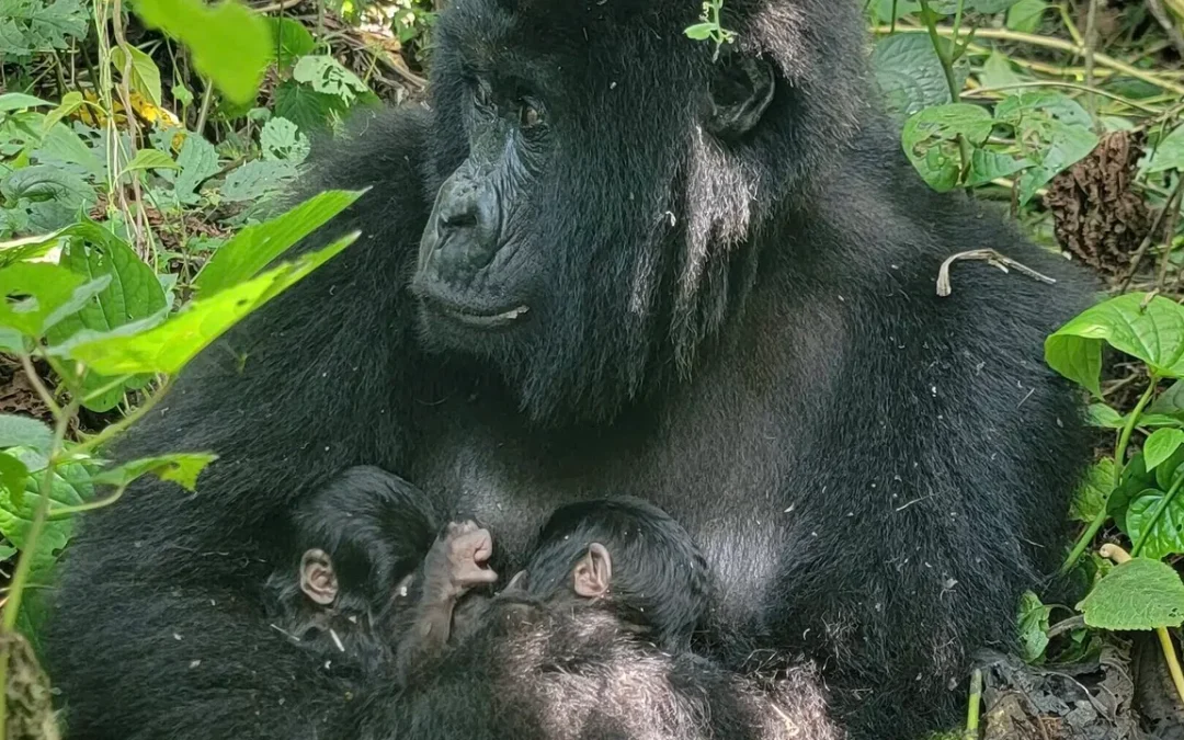 In Congo sono nati due gemelli (maschi) di gorilla di montagna ed è un evento rarissimo