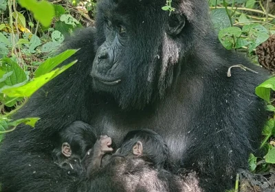 In Congo sono nati due gemelli (maschi) di gorilla di montagna ed è un evento rarissimo