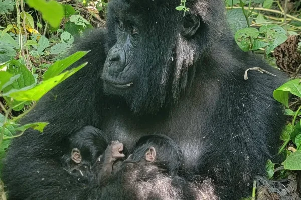 In Congo sono nati due gemelli (maschi) di gorilla di montagna ed è un evento rarissimo