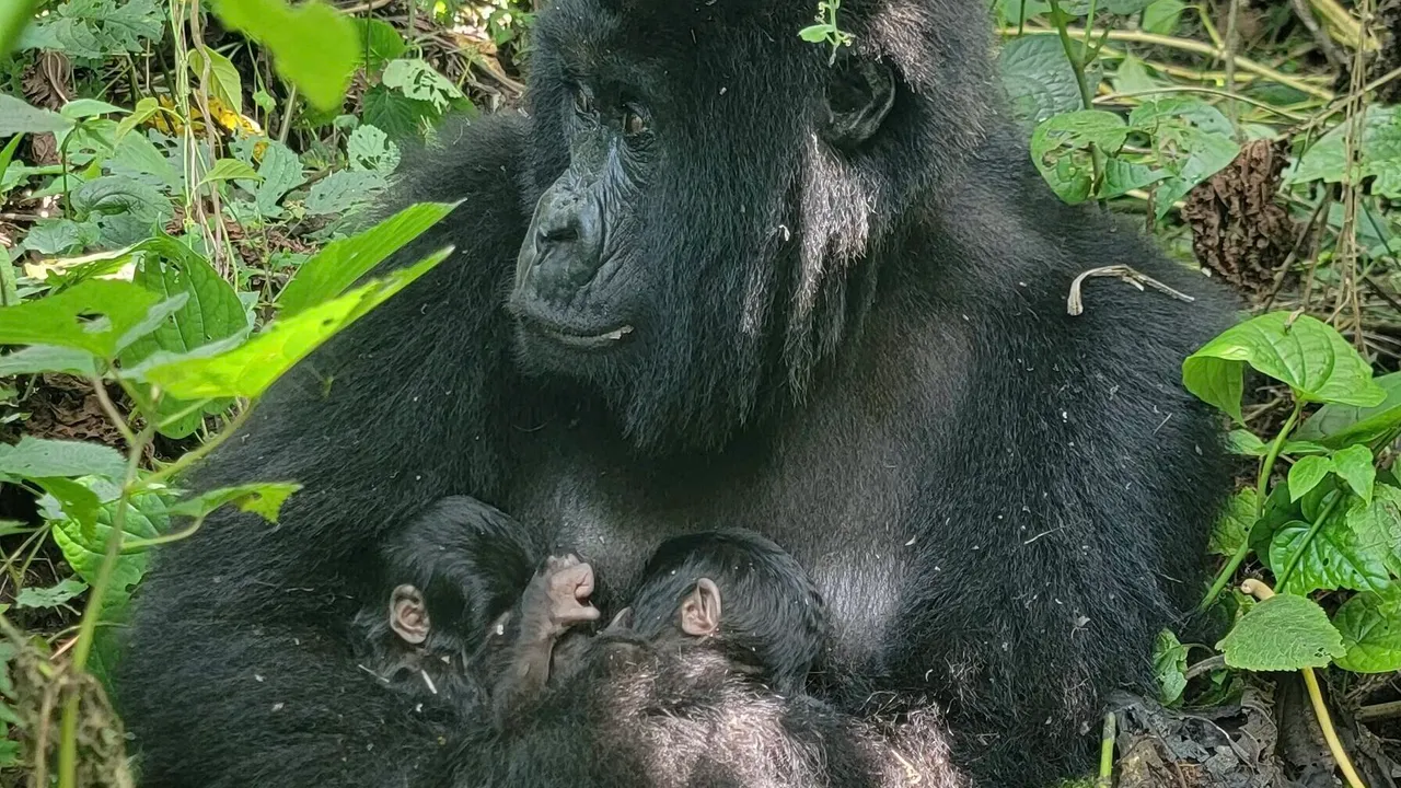 In Congo sono nati due gemelli (maschi) di gorilla di montagna ed è un evento rarissimo
