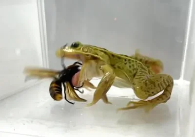 Come le rane senza paura resistono alla puntura del calabrone gigante asiatico, potenzialmente letale
