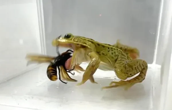 Come le rane senza paura resistono alla puntura del calabrone gigante asiatico, potenzialmente letale