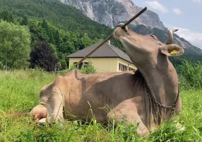 C’è una mucca in Austria che si chiama Veronika e sa usare gli strumenti, si strofina la schiena con uno spazzolone per grattarsi