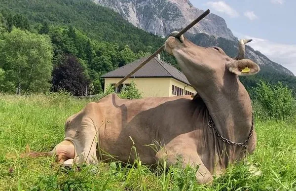 C’è una mucca in Austria che si chiama Veronika e sa usare gli strumenti, si strofina la schiena con uno spazzolone per grattarsi
