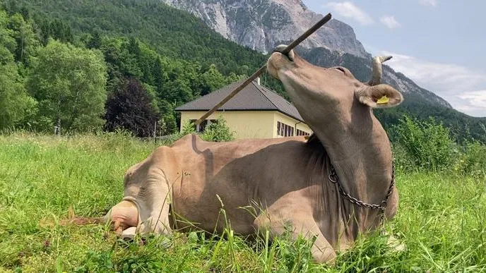 C’è una mucca in Austria che si chiama Veronika e sa usare gli strumenti, si strofina la schiena con uno spazzolone per grattarsi