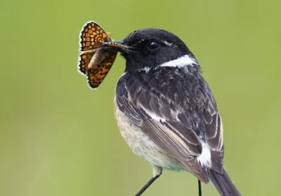 Mostrarsi o nascondersi? L’efficacia delle strategie di sopravvivenza degli animali varia a seconda dell’ambiente