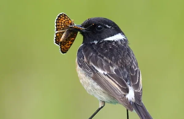 Mostrarsi o nascondersi? L’efficacia delle strategie di sopravvivenza degli animali varia a seconda dell’ambiente