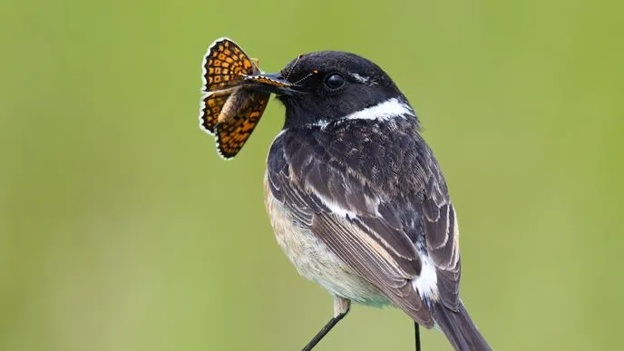 Mostrarsi o nascondersi? L’efficacia delle strategie di sopravvivenza degli animali varia a seconda dell’ambiente