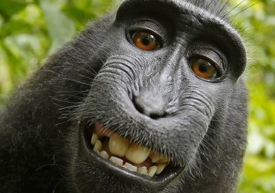 Un polmone umano su chip riproduce respirazione e malattie: svolta per la ricerca biomedica senza animali