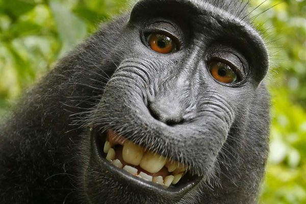 Un polmone umano su chip riproduce respirazione e malattie: svolta per la ricerca biomedica senza animali