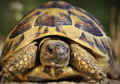 Così le testuggini femmine si lanciano dalle scogliere pur di sfuggire alle aggressioni sessuali