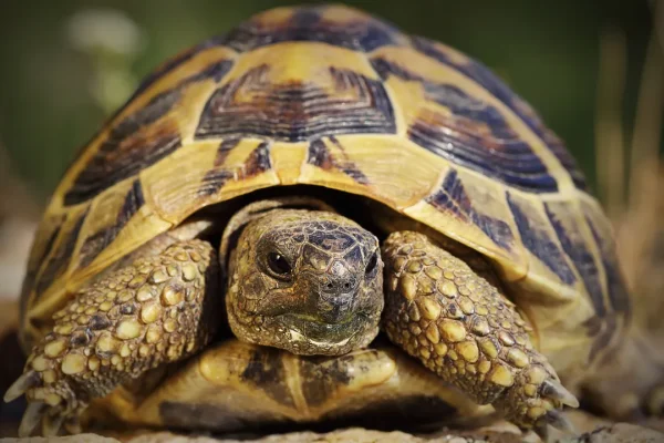 Così le testuggini femmine si lanciano dalle scogliere pur di sfuggire alle aggressioni sessuali