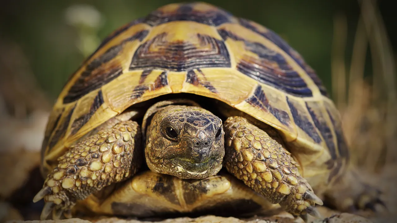 Così le testuggini femmine si lanciano dalle scogliere pur di sfuggire alle aggressioni sessuali