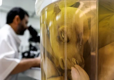 Cammelli clonati, il laboratorio di Dubai al centro del ricchissimo business (tra concorsi di bellezza, corse e latte)