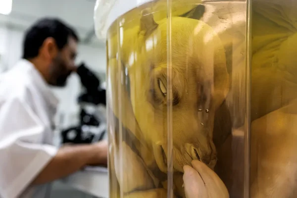 Cammelli clonati, il laboratorio di Dubai al centro del ricchissimo business (tra concorsi di bellezza, corse e latte)