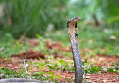 Sembra che i cobra reali, i serpenti velenosi più lunghi al mondo, abbiano una certa passione per i viaggi in treno