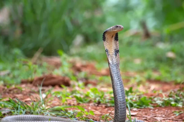 Sembra che i cobra reali, i serpenti velenosi più lunghi al mondo, abbiano una certa passione per i viaggi in treno