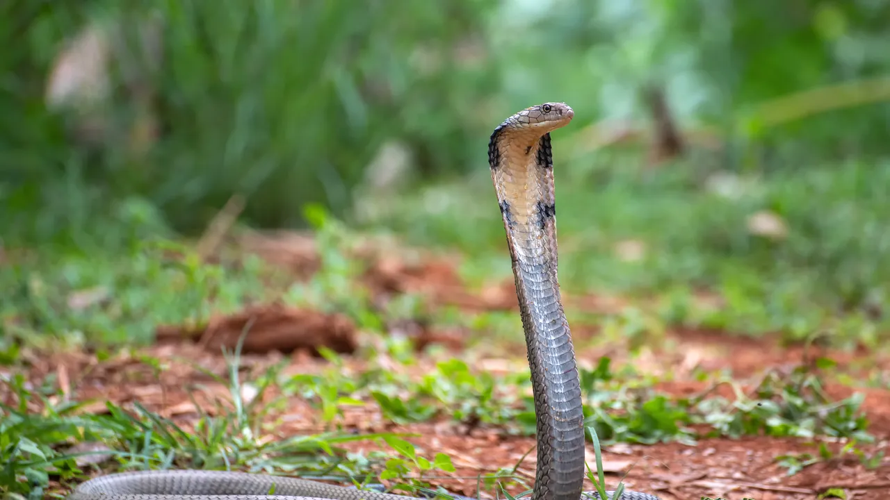 Sembra che i cobra reali, i serpenti velenosi più lunghi al mondo, abbiano una certa passione per i viaggi in treno
