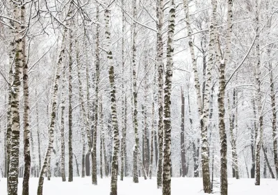 La scienza dietro il fenomeno dell”esplosione’ degli alberi per il gelo (e come si può impedire che accada)